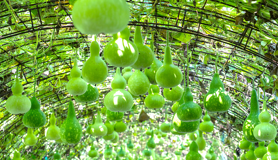 Ornamental Gourd Farm in the harvest season with the gourds hanging on the rig as the beautiful gourd vase in the garden