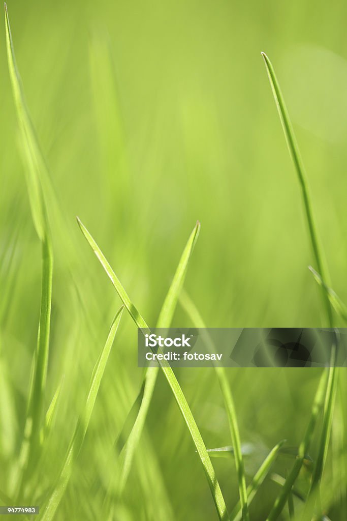 Fundo abstrato grama verde - Foto de stock de Abstrato royalty-free