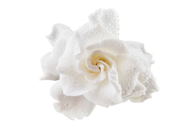 beautiful white flower gardenia on  White background stock photo