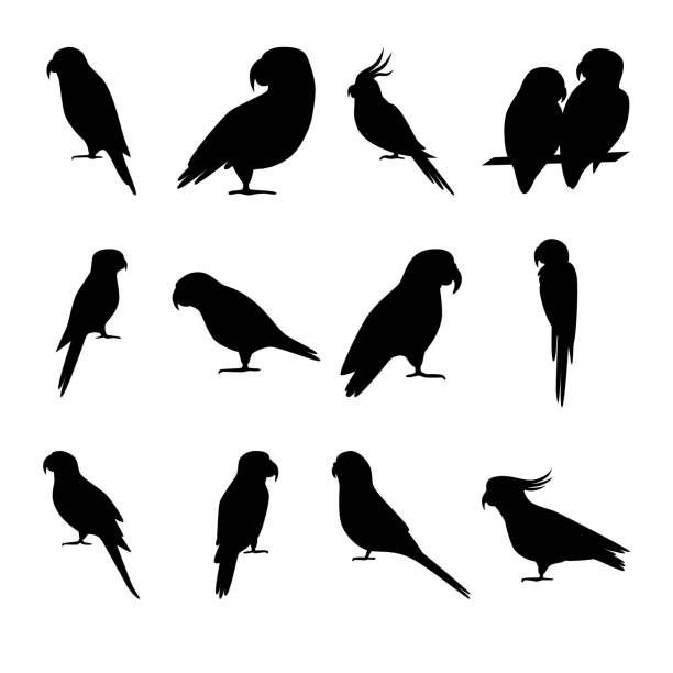 ilustraciones, imágenes clip art, dibujos animados e iconos de stock de conjunto de iconos de silueta de loro en estilo plano - psitácidas