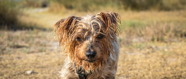 istock Dog portrait deep looking straight ahead 947751972