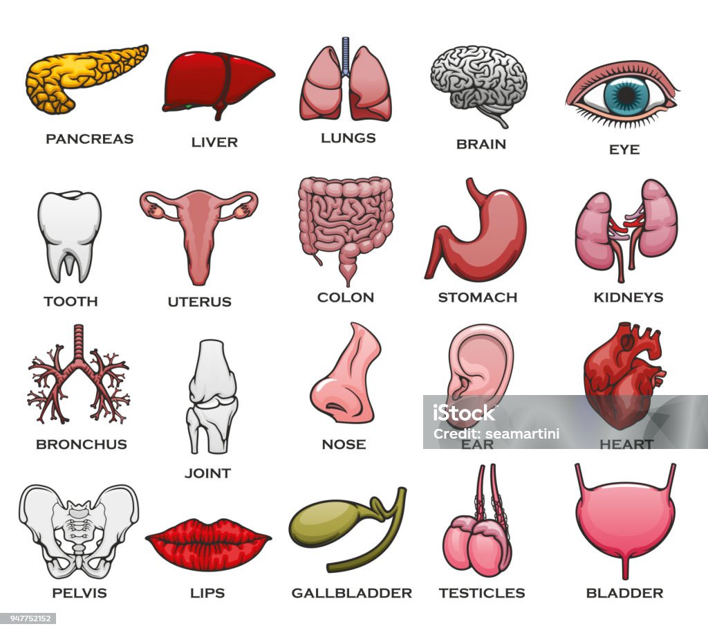 Organe humain, partie du corps, OS et jeu d’icônes mixte - clipart vectoriel de Anatomie libre de droits