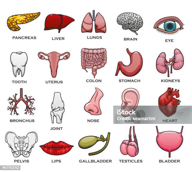 Organe Humain Partie Du Corps Os Et Jeu Dicônes Mixte Vecteurs libres de droits et plus d'images vectorielles de Anatomie