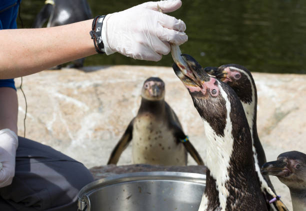 pinguin viene nutrito - sphenisciformes foto e immagini stock