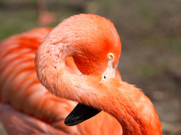 istock Pink flamingo close-up 947752330