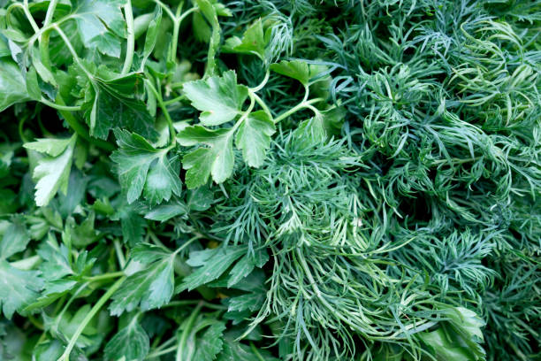 istock fresh dill and parsley, top view 947756474