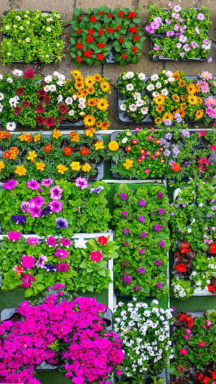 Aerial view of crates with fresh flowers.