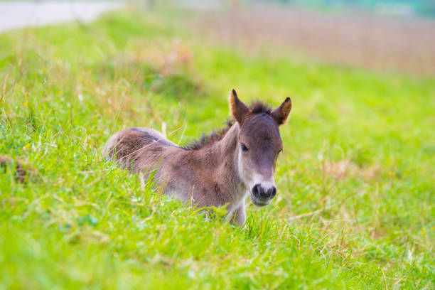 przewalski horses in the flood plains of the Waal river in the Netherlands