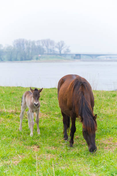 istock przewalski horses in free nature 947762102