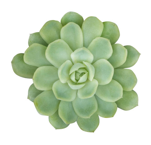 istock Cactus plant top view isolated on white background, clipping path included 947762954