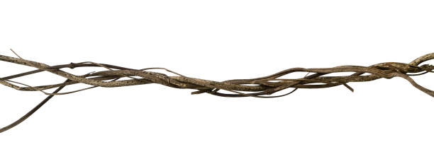 istock Twisted wild liana jungle vine isolated on white background, clipping path included 947762986