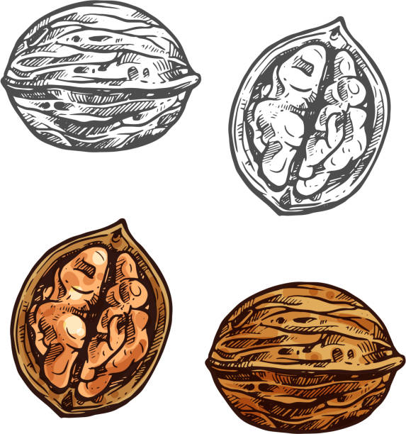 Explore 6,091+ Free Walnut Wood Illustrations: Download Now - Pixabay