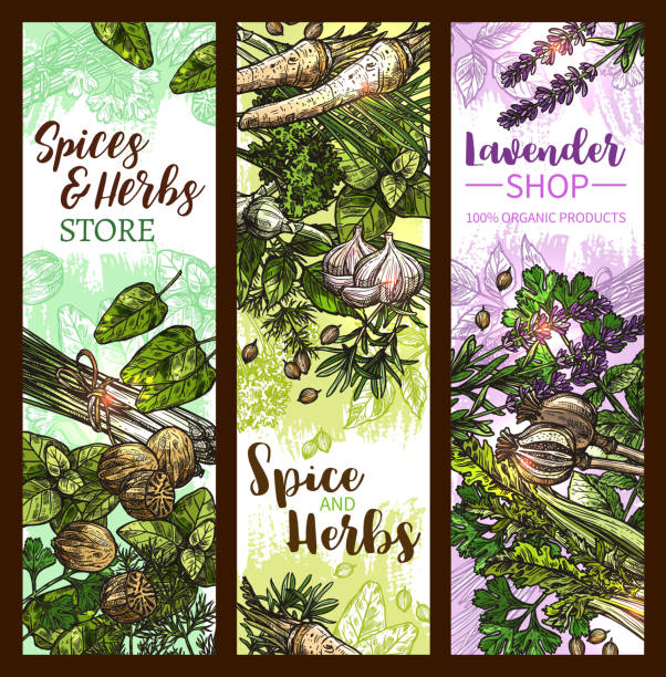 baner z przyprawami i ziołami z warzywami liściowymi i nasionami - herb cooking garlic mint stock illustrations