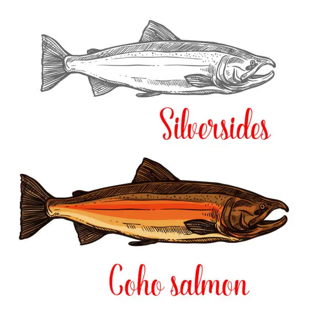 Vector illustration of Coho salmon fish sketch of marine animal design