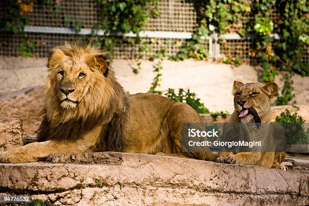 Leonessa Pulizia Coda Di Leone - Fotografie stock e altre immagini di Zoo - Struttura con animali in cattività - Zoo - Struttura con animali in cattività, Leone - Grande felino, Barcellona - Spagna