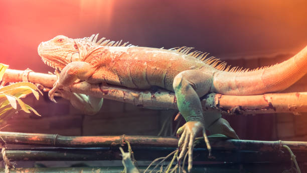 istock Orange Iguana on branch reptile animal lizard 947766602
