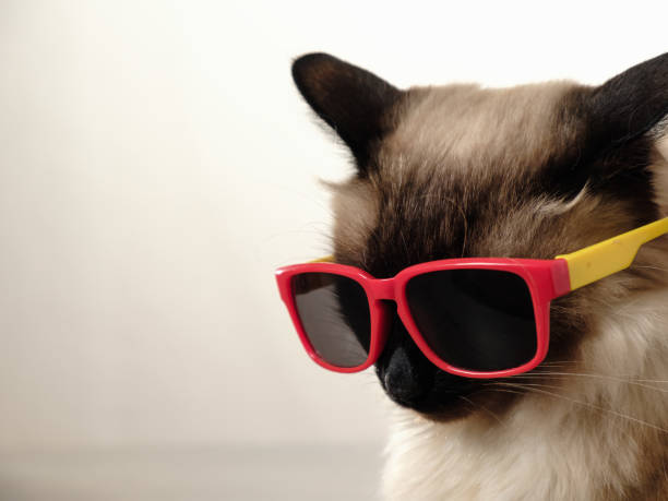 istock Funny cat with sunglasses 947766786