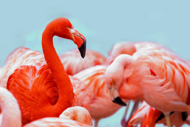 fenicotteri rossi e rosa su sfondo blu. spazio di copia per il testo - plastic flamingo foto e immagini stock