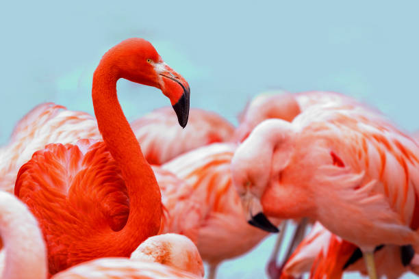 istock Red and pink flamingos on blue background. Copyspace for text 947768254