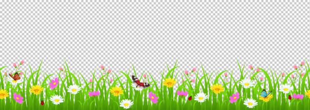 Flowers and grass border, yellow and white chamomile and delicate pink meadow flowers and green grass, butterflies and ladybug on transparent background, vector illustration, card decoration element Flowers and grass border, yellow and white chamomile and delicate pink meadow flowers and green grass, butterflies and ladybug on transparent background, vector illustration, card element meadow stock illustrations