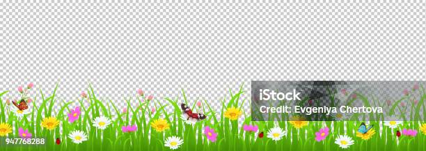 Flowers And Grass Border Yellow And White Chamomile And Delicate Pink Meadow Flowers And Green Grass Butterflies And Ladybug On Transparent Background Vector Illustration Card Decoration Element Stock Illustration - Download Image Now