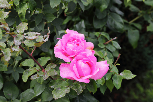 Two pink roses on a bush with green leaves, growing in a garden.