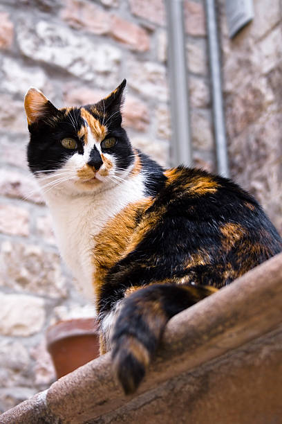 istock Calico Cat in the Street 94776949