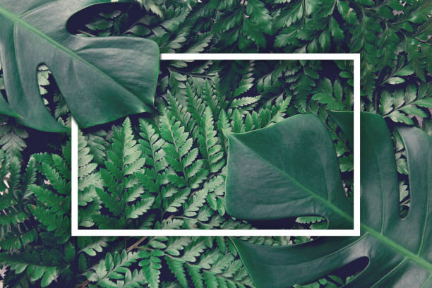 istock Green leaves nature background with frame design with summer and spring concept, Top view. 947773120