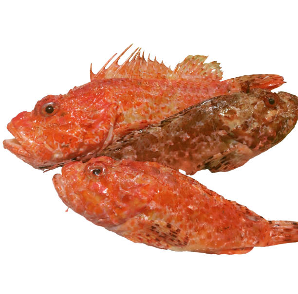 istock RED SCORPION FISH, Skorfna, Scorpaena scrofa 947773692