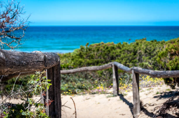 istock path towards the sea through the beach 947775932