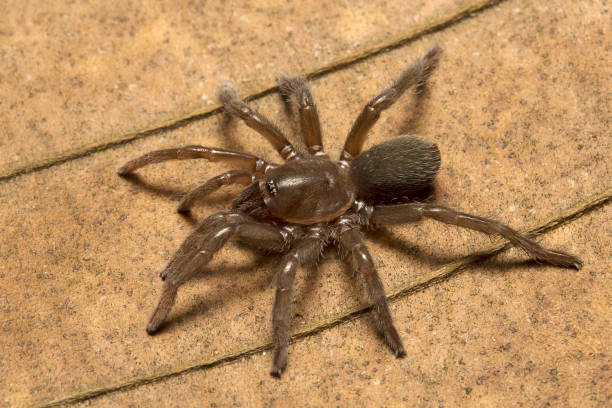 istock Spider, Theraphosidae, Trishna, Tripura , India 947778250