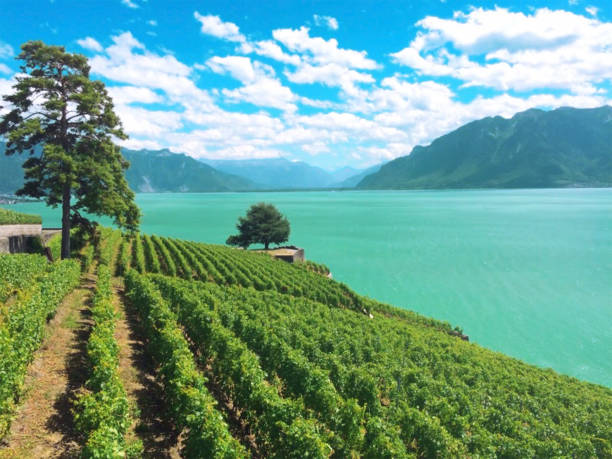 istock Vineyard, Italy, Europe 947781412