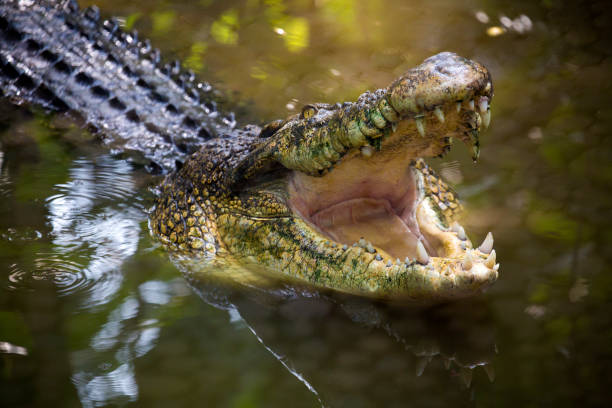 Crocodile Crocodile with open mouth. crocodile stock pictures, royalty-free photos & images