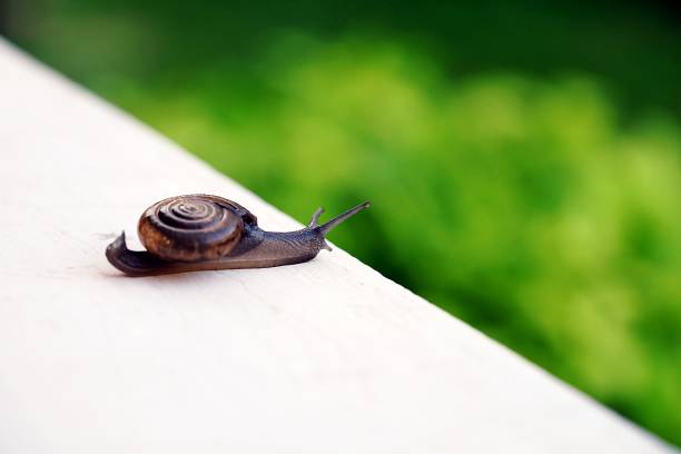 istock A small Snail crawling on the wall in white and green background. blurry background and copy space. 947783778