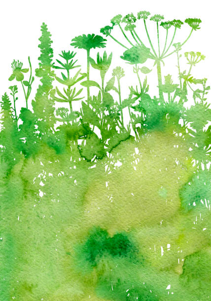aquarell hintergrund mit zeichnung, kräuter und blumen - green watercolor painting leaf watercolour paints stock-grafiken, -clipart, -cartoons und -symbole