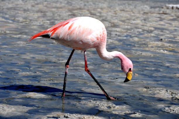 istock Bolivia Salar de uyuni 947793302