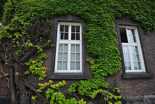 covered with ivy wall of house with window