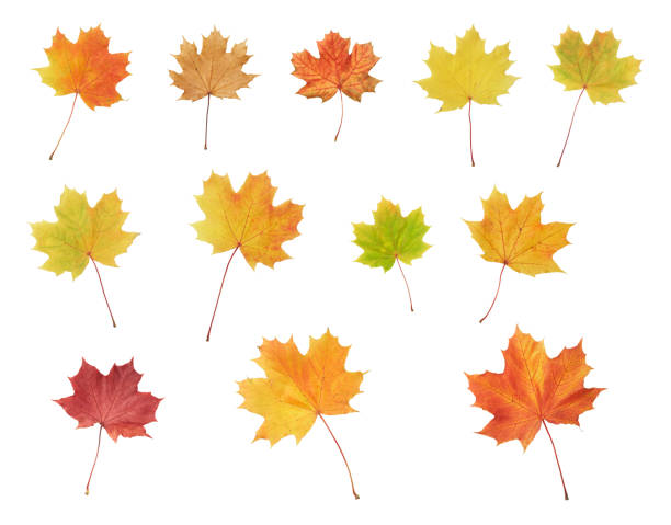 istock Isolated maple colorful autumn leaves 94779732