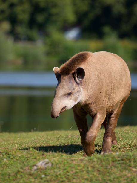 tapiro in una radura - tapiro foto e immagini stock