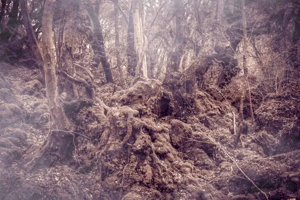 Photo of Mystic forest with fog in Lazio, Italy