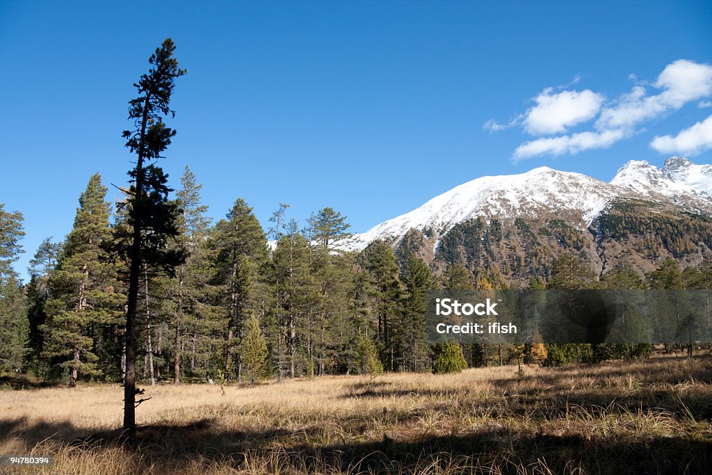 Бабье лето: Larches, Pines и Moorland луг возле St.Moritz, Швейцария - Стоковые фото Без людей роялти-фри