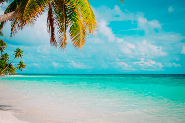 istock tropical sand beach with palm trees 947805158