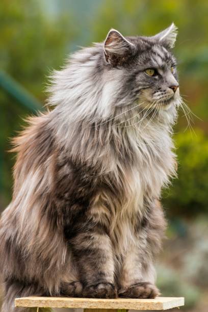 istock beautiful coon in nature in spring 947810914