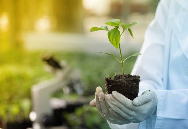 Agronomist holding seedling in greenhouse