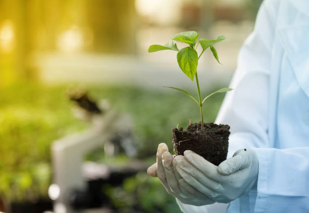 Agronomist holding seedling in greenhouse stock photo