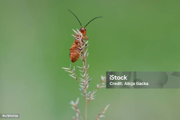 Common Red Weichkäfer Stockfoto und mehr Bilder von Fotografie - Fotografie, Gras, Horizontal