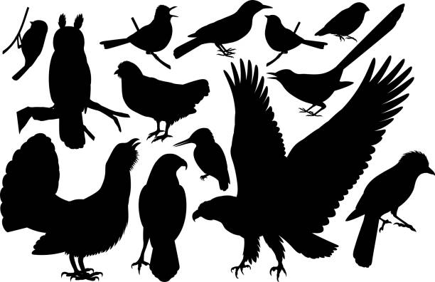 ilustraciones, imágenes clip art, dibujos animados e iconos de stock de conjunto de vectores de siluetas de aves de bosque - urogallo