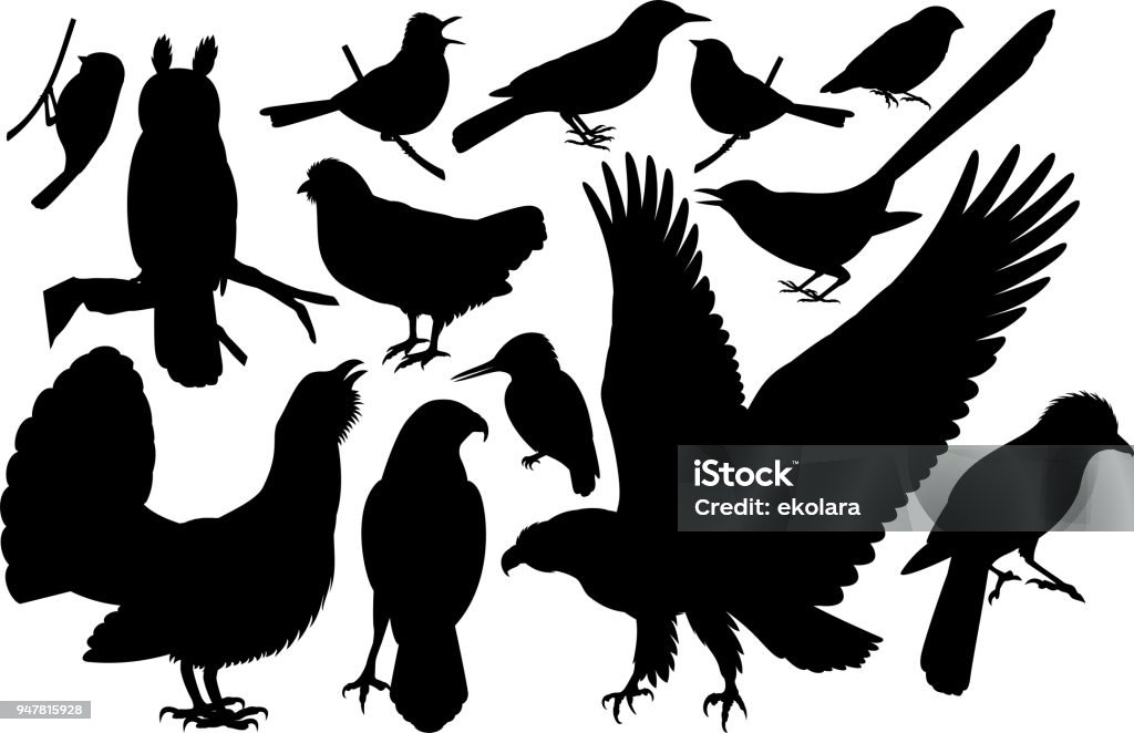 vector set of woodland birds silhouettes Kingfisher stock vector