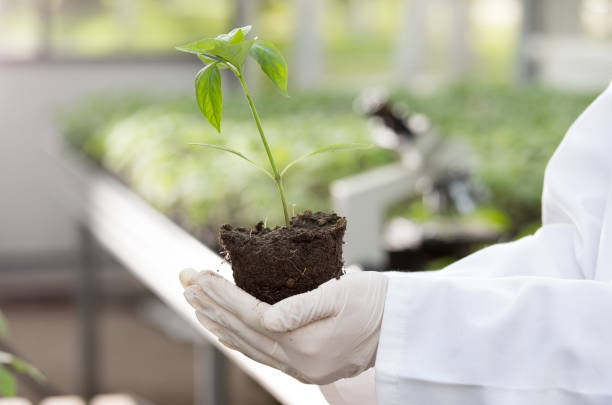 istock Agronomist holding seedling in greenhouse 947816144