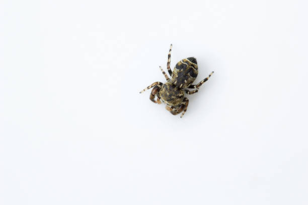Jumping spider, Salticidae, Bangalore , India